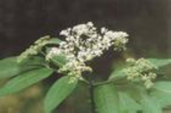 Elderberry Extract